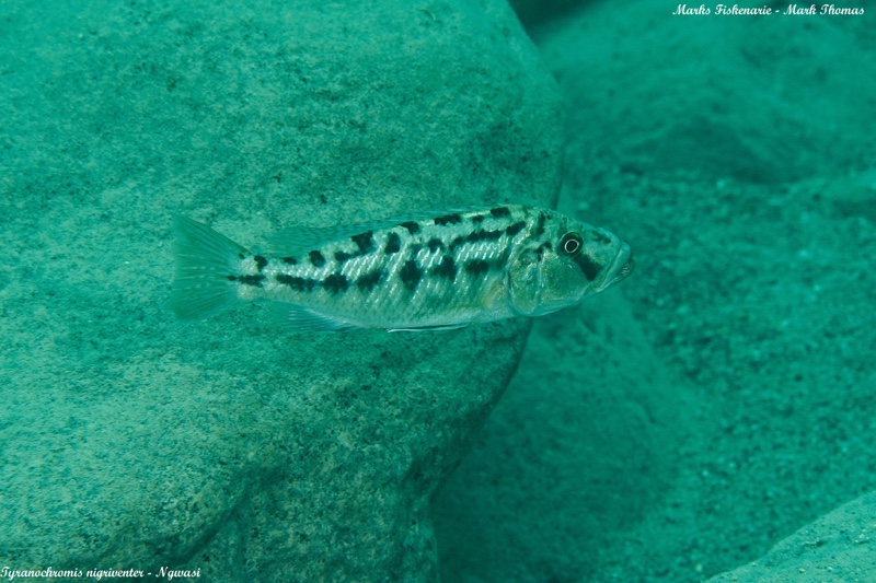 Tyrannochromis nigriventer 'Ngwasi'